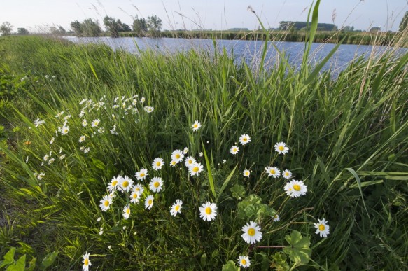 Margrieten