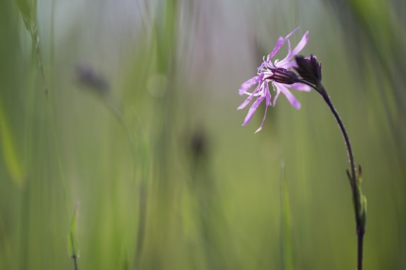 Echte koekoeksbloem