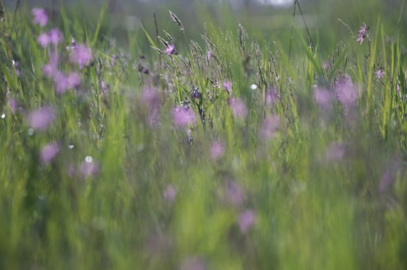 Echte koekoeksbloem