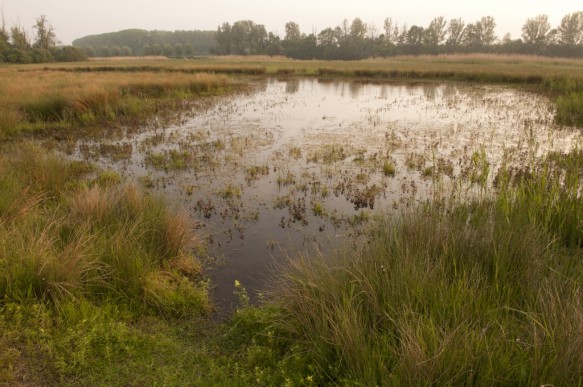 Canisvliet