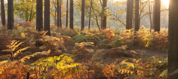 Heidebos