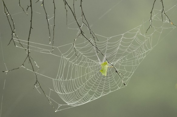 Spinnenweb