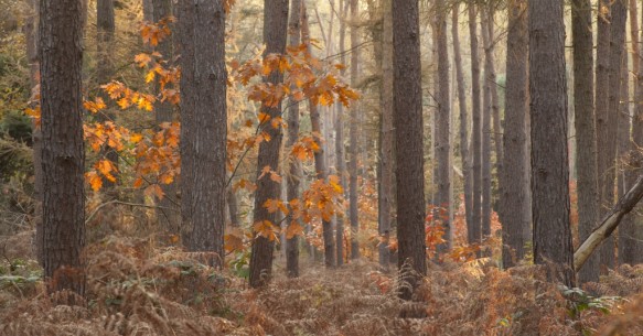Heidebos