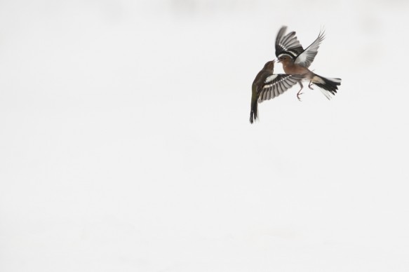 Vink