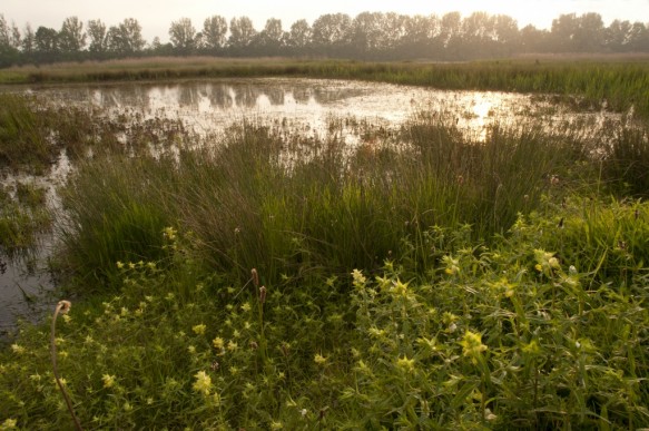 Canisvliet