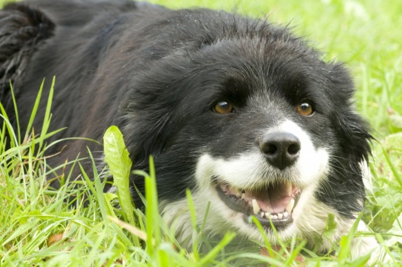 Bordercollie