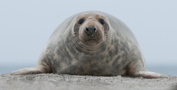 Grijze zeehond