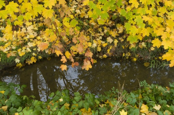 Driesbeek