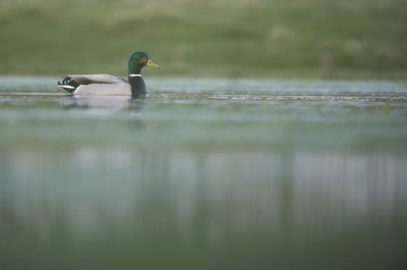 Wilde eend