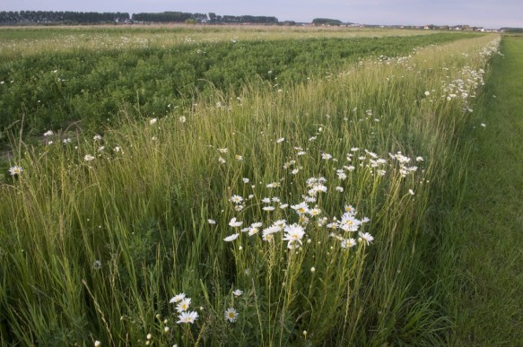 Margrieten