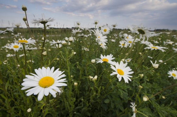 Margrieten