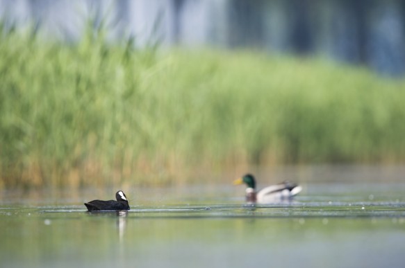 Meerkoet en wilde eend.