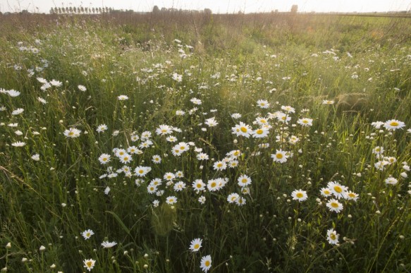 Margrieten