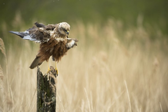 Bruine kiekendief