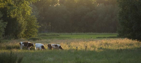 Koeien in de weide