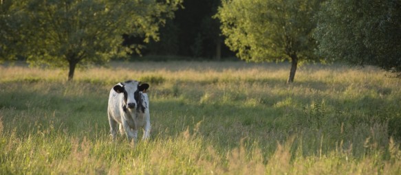 Koeien in de weide