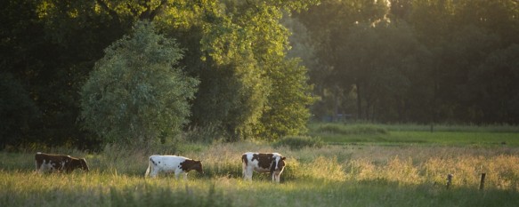 Koeien in de weide