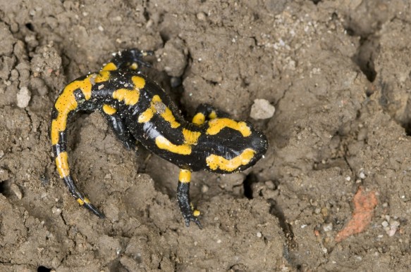 Vuursalamander