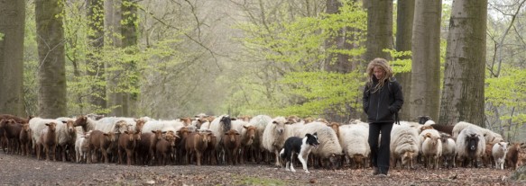 Schapen in het bos.