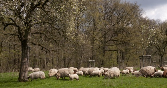 Schapenbegrazing