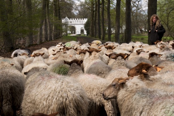 Schapen in het bos.