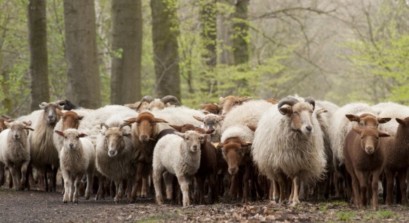Schapen in het bos.