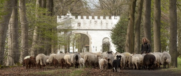 Kudde schapen