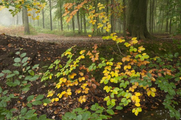 Bos in de herfst.