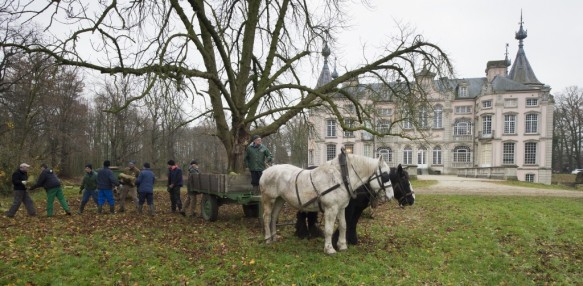 Bosbeheer met paard en kar.