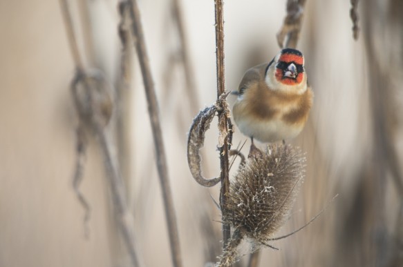 Putter of Distelvink