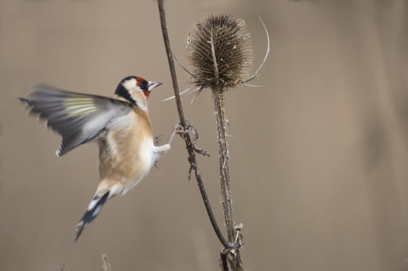 Putter of Distelvink