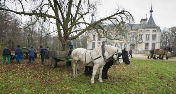 Bosbeheer met paard en kar.