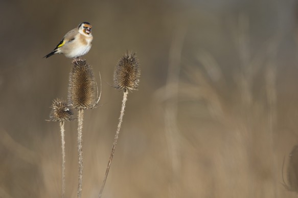 Putter of Distelvink