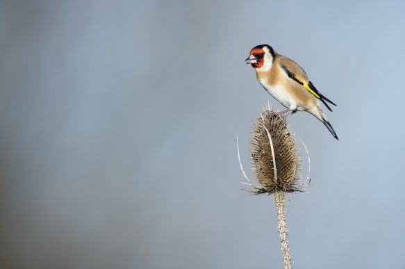 Putter of Distelvink