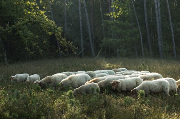 Schapenbegrazing