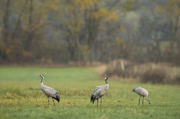 Kraanvogels