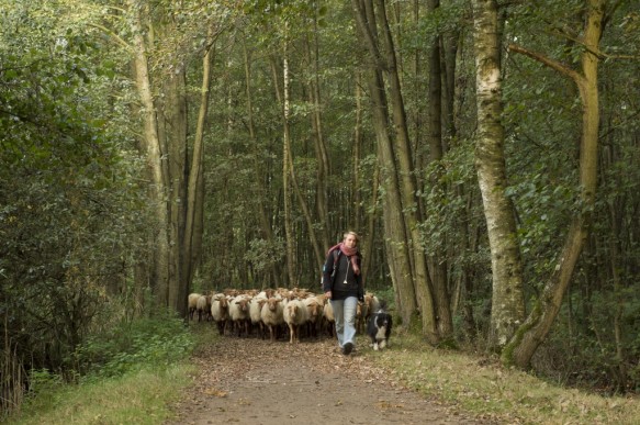 Schapen in het bos.