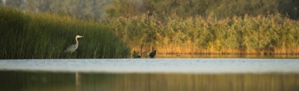 Blauwe reiger
