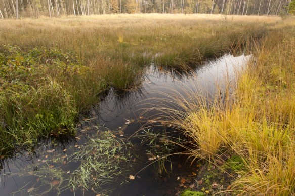 Stropersbos