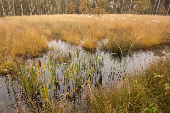Stropersbos