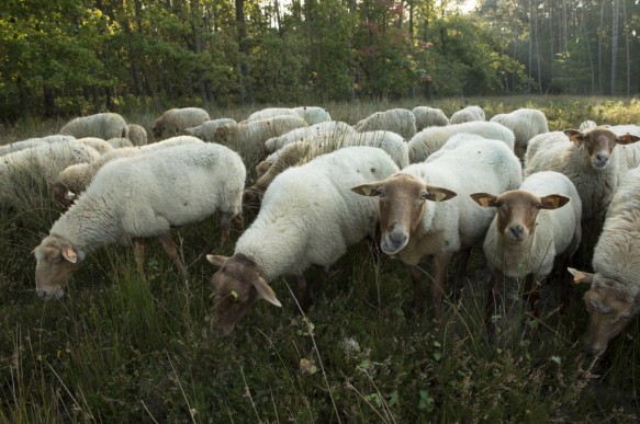 Schapenbegrazing