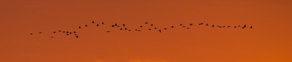 Kraanvogels