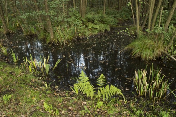 Broekbos