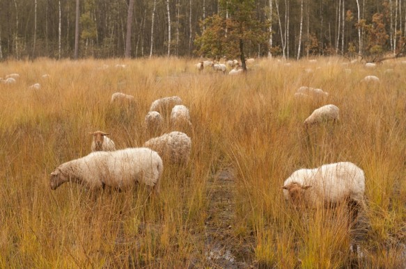Schapenbegrazing