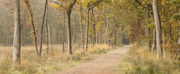 Stropersbos