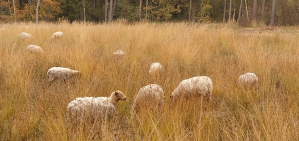 Schapenbegrazing