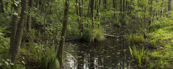 Stropersbos
