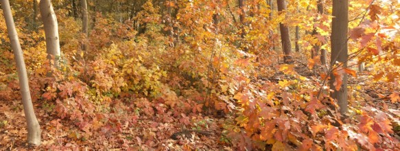 Herfst in het bos.