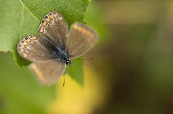 Icarus blauwtje