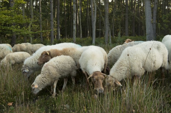 Schapenbegrazing